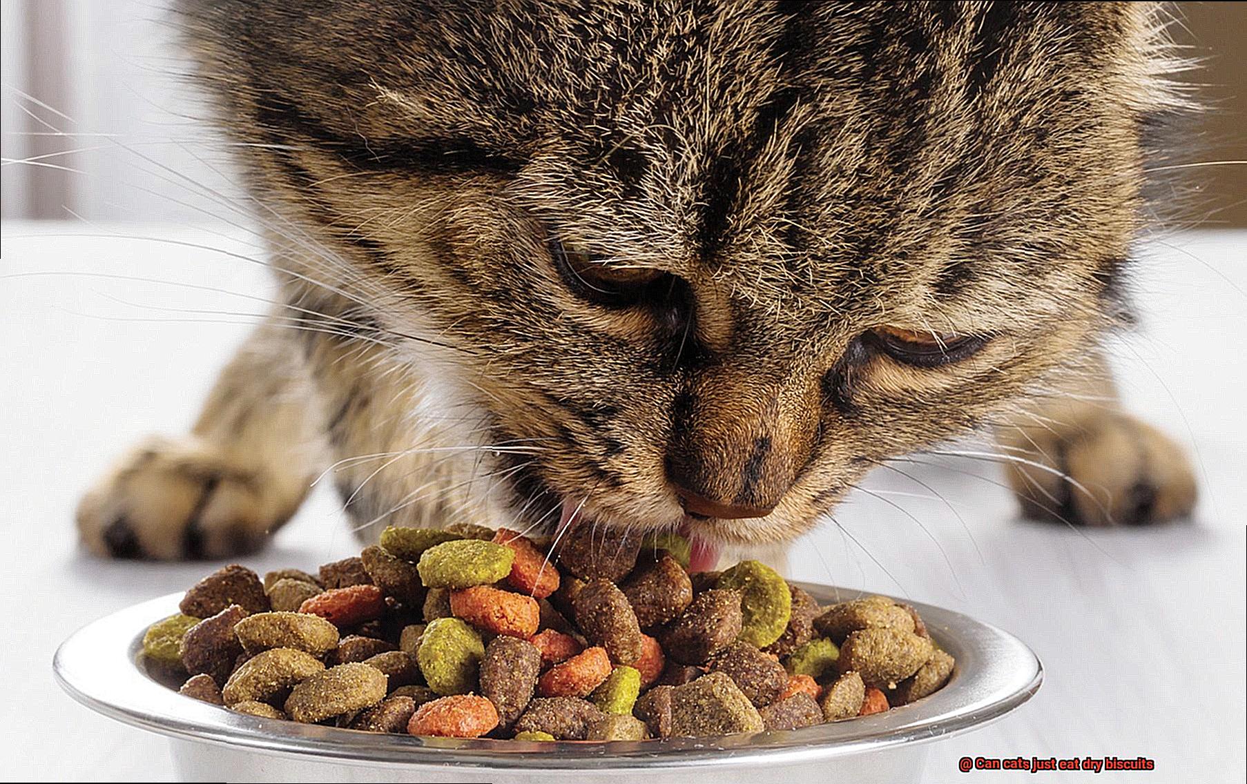 Can cats just eat dry biscuits-2