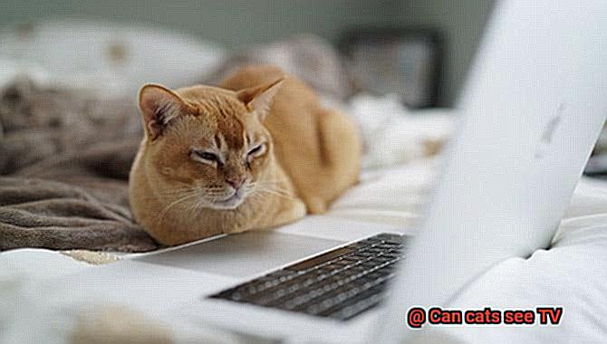 Can cats see TV-4