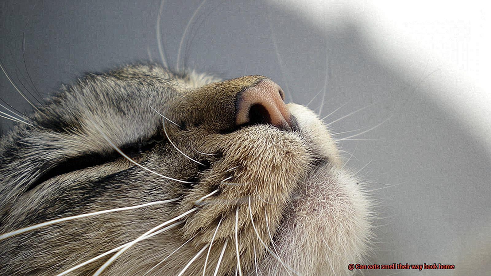 Can cats smell their way back home-3