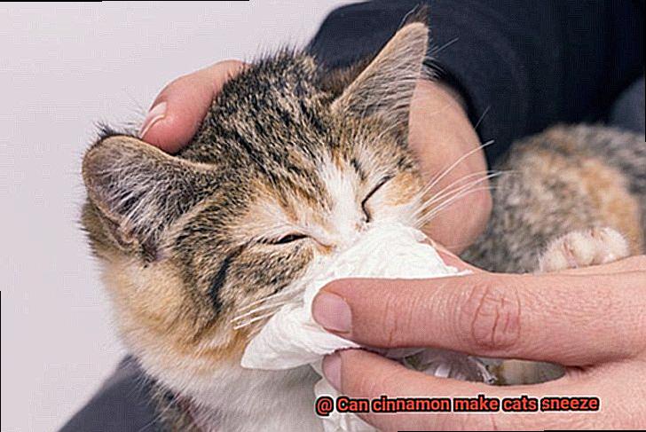 Can cinnamon make cats sneeze-2