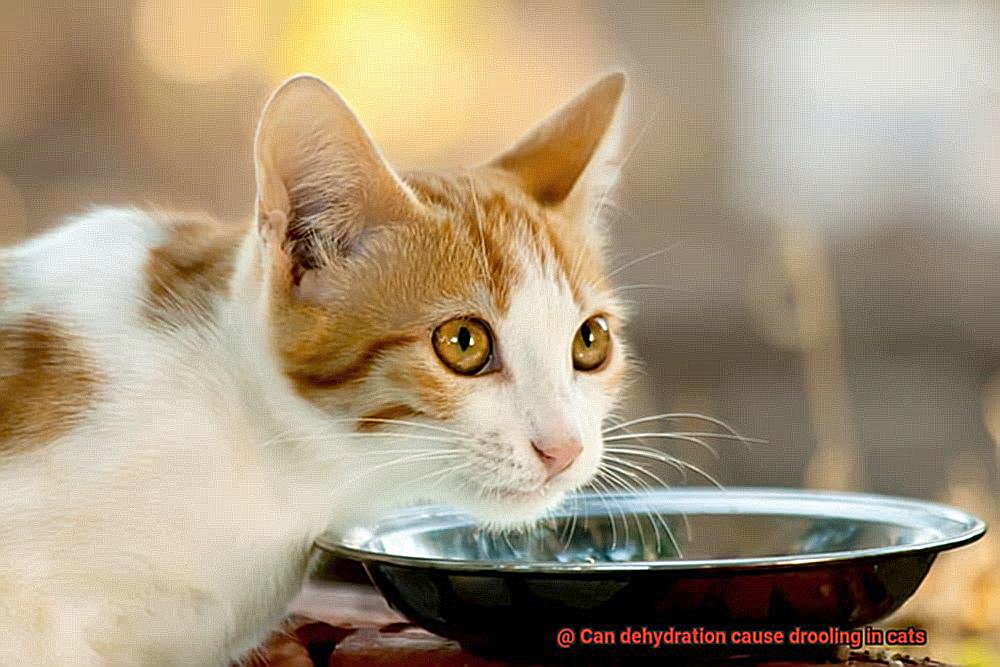 Can dehydration cause drooling in cats-2