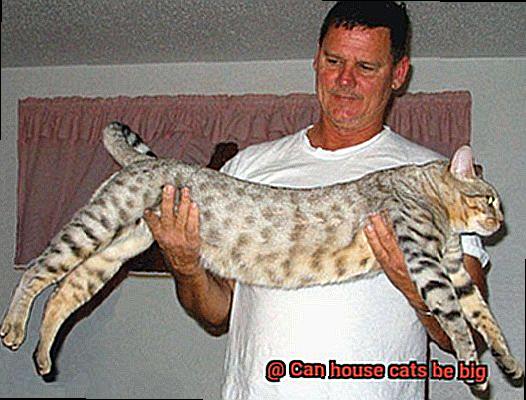 Can house cats be big-4
