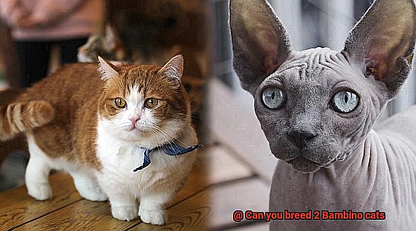 Can you breed 2 Bambino cats-7