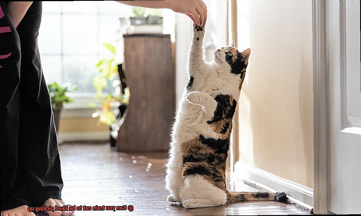 Can you train cat to be liked picking up-2