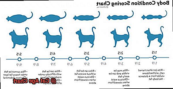 Cat Age Chart-2