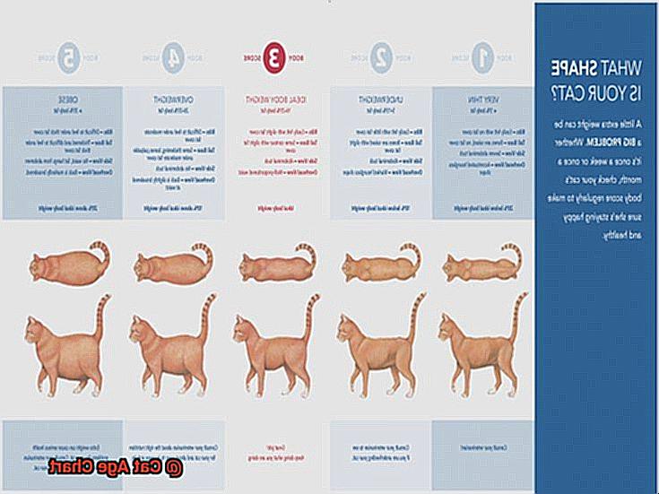 Cat Age Chart-4