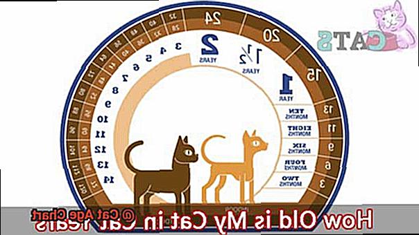 Cat Age Chart-5