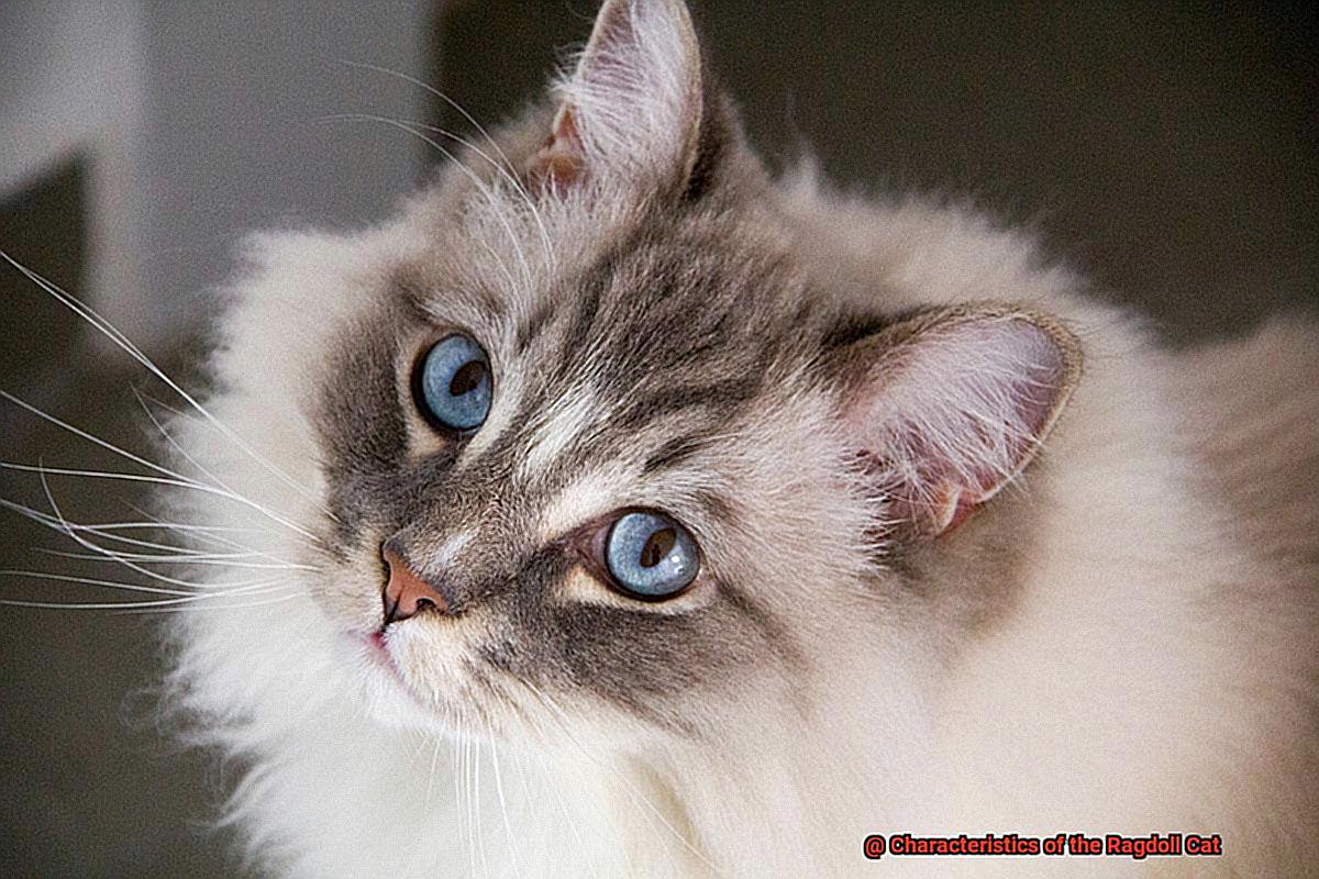 Characteristics of the Ragdoll Cat-5