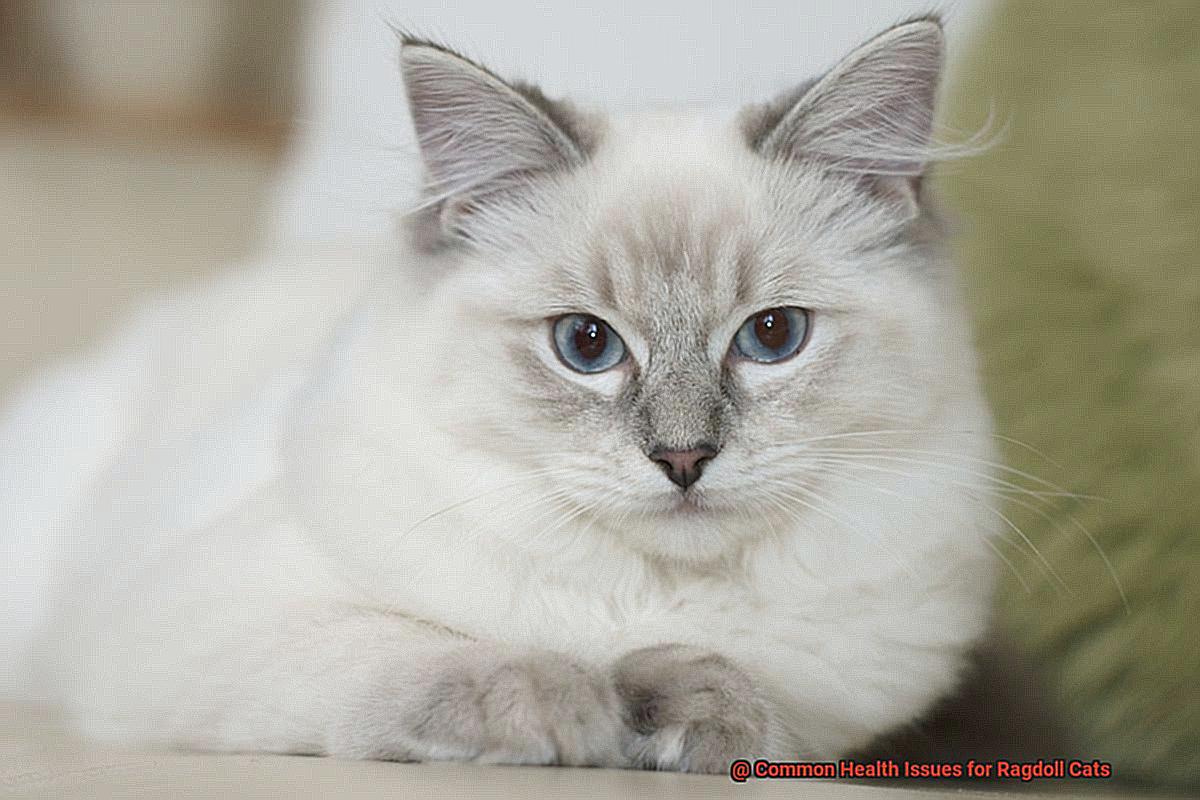 Common Health Issues for Ragdoll Cats-4