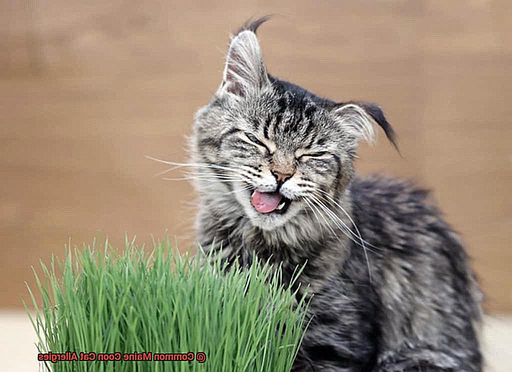 Common Maine Coon Cat Allergies-2