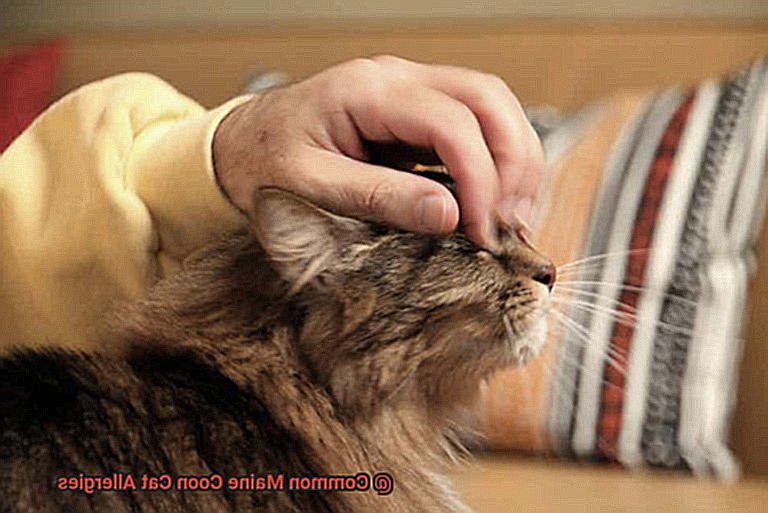 Common Maine Coon Cat Allergies-4