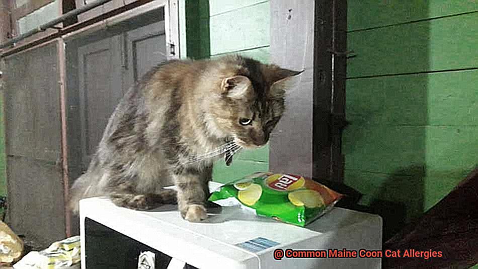 Common Maine Coon Cat Allergies-5