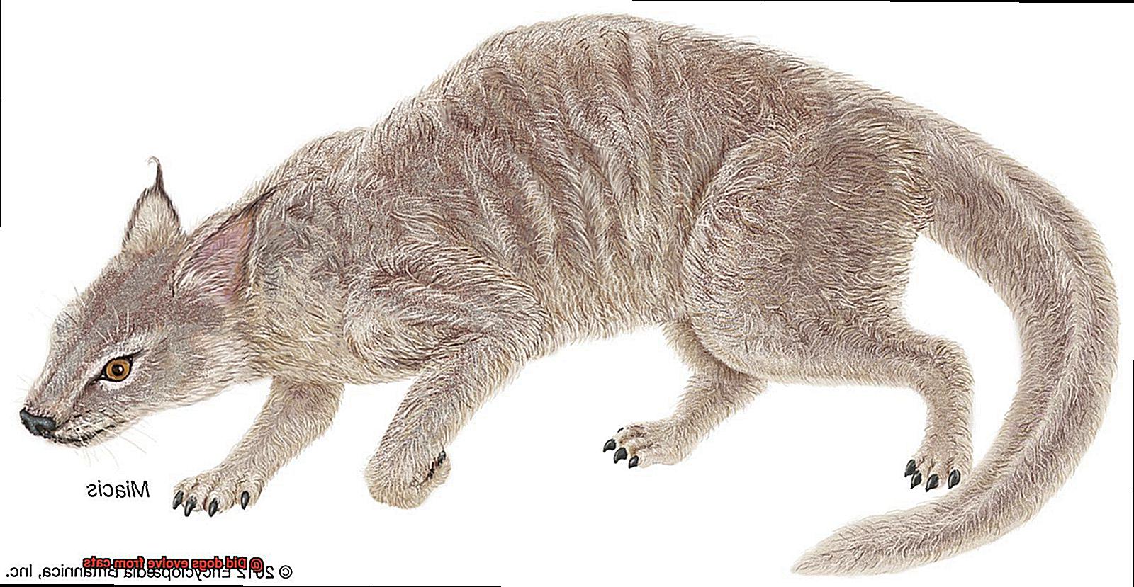 Did dogs evolve from cats-6