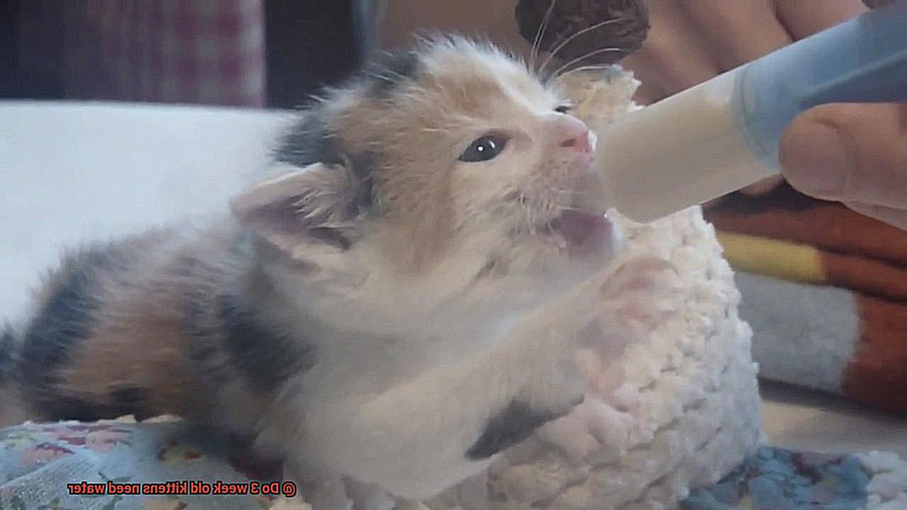 Do 3 week old kittens need water-4