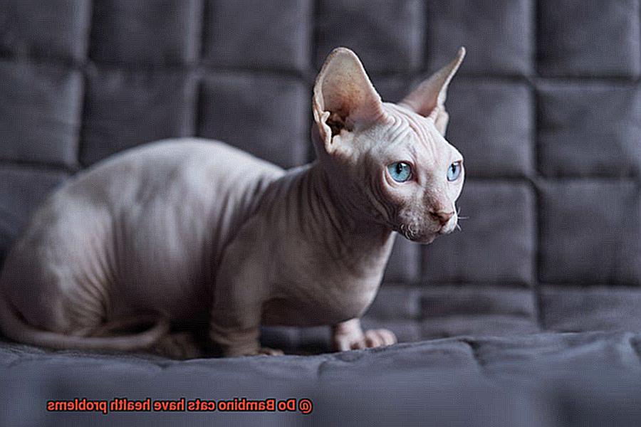 Do Bambino cats have health problems-4