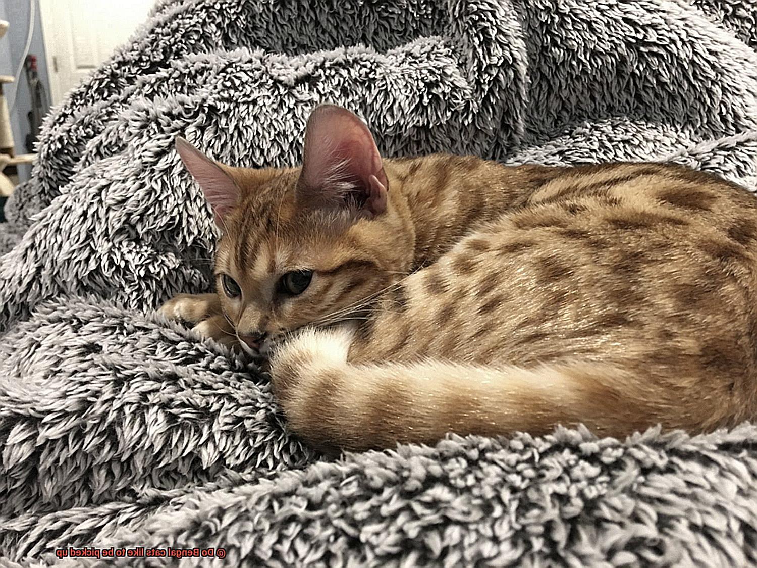 Do Bengal cats like to be picked up?