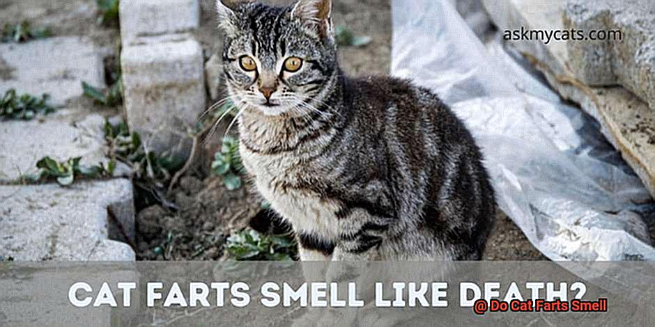 Do Cat Farts Smell-6