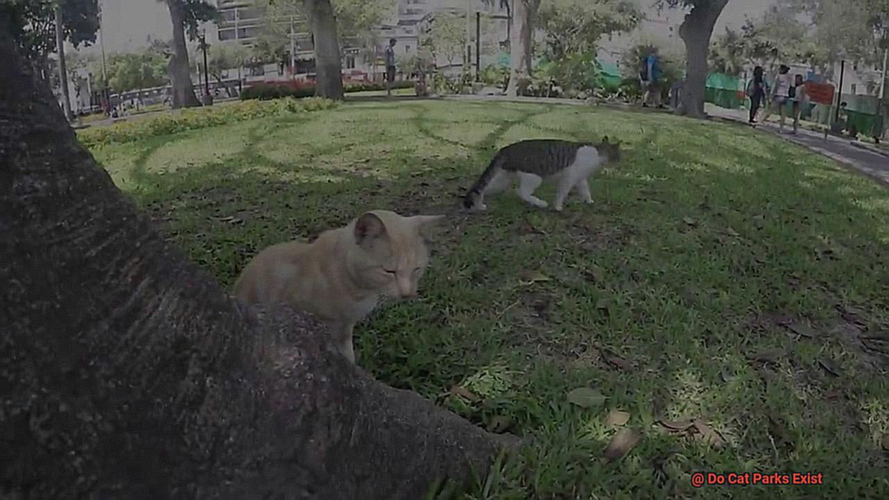 Do Cat Parks Exist-3