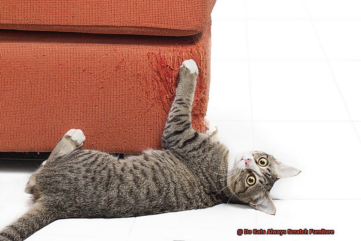 Do Cats Always Scratch Furniture-4