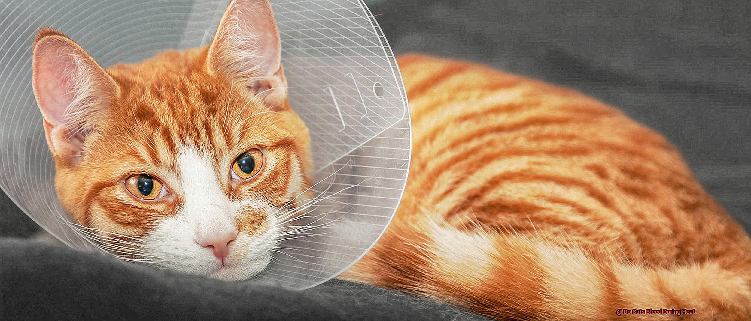 Do Cats Bleed During Heat-4