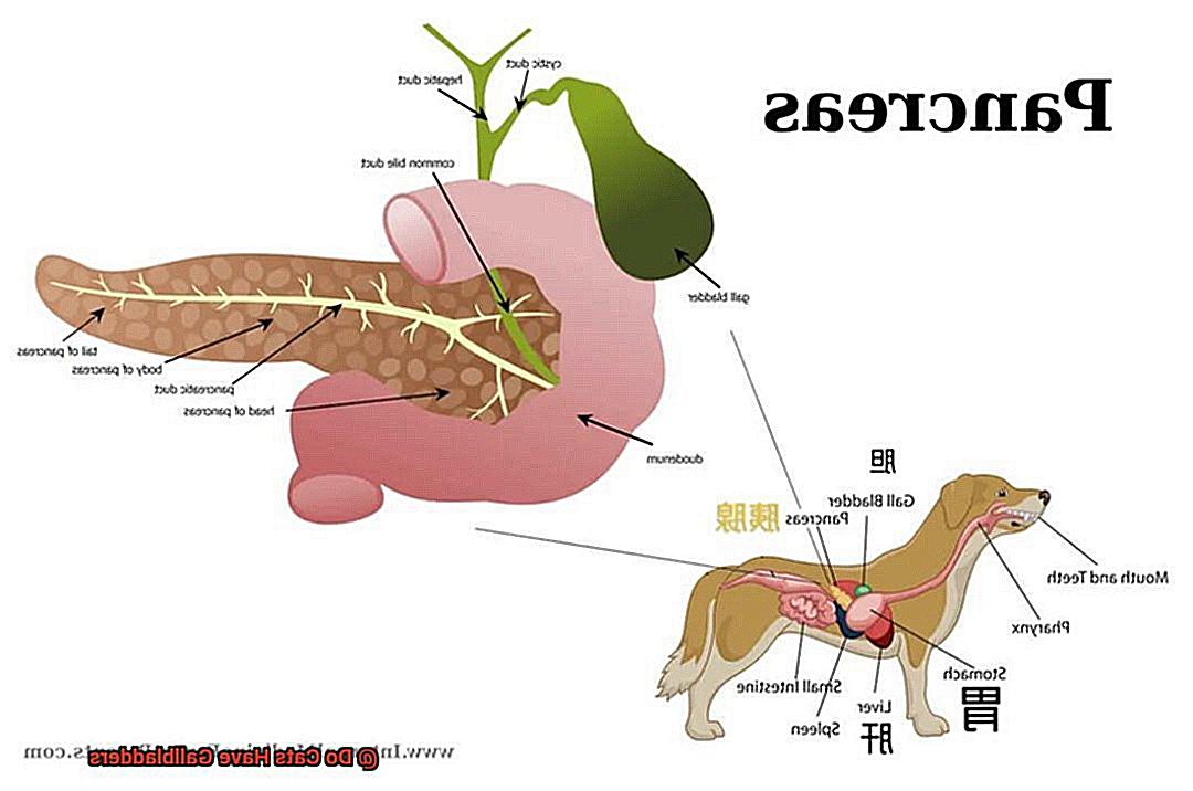 Do Cats Have Gallbladders-5