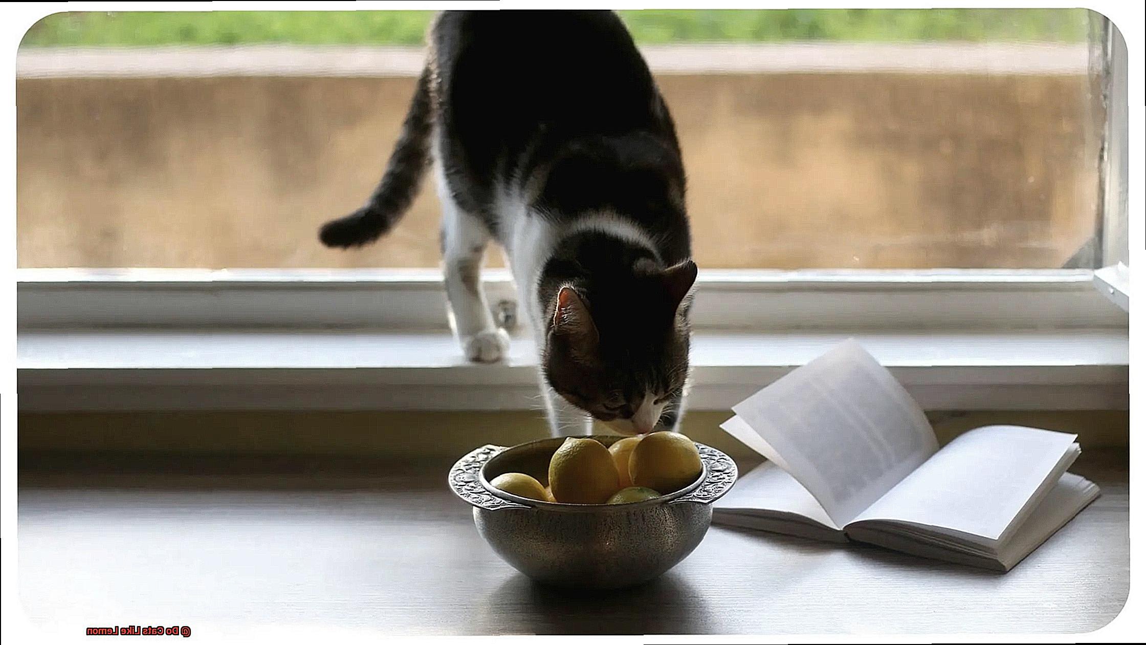 Do Cats Like Lemon-3