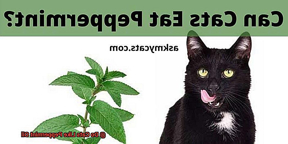 Do Cats Like Peppermint Oil-2