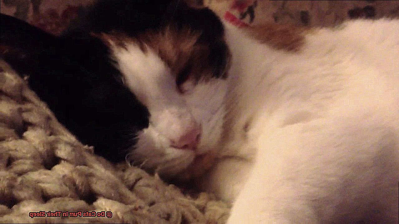 Do Cats Purr In Their Sleep-4