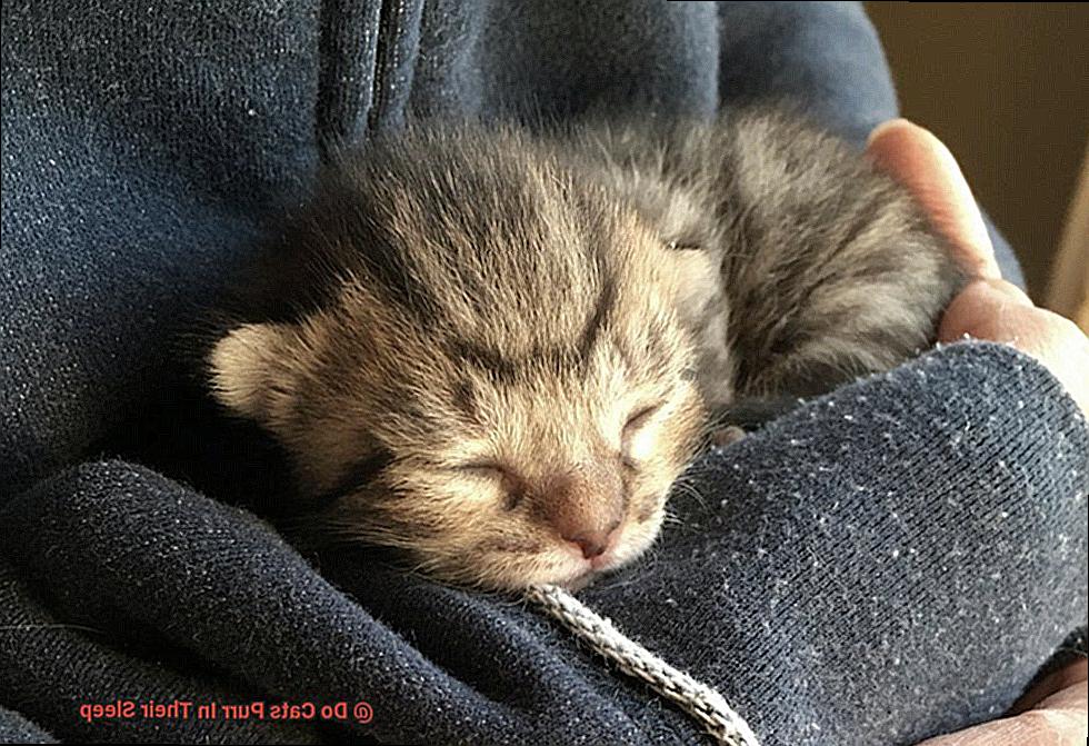Do Cats Purr In Their Sleep-6