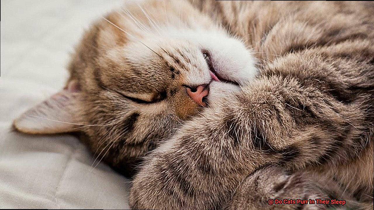 Do Cats Purr In Their Sleep-5