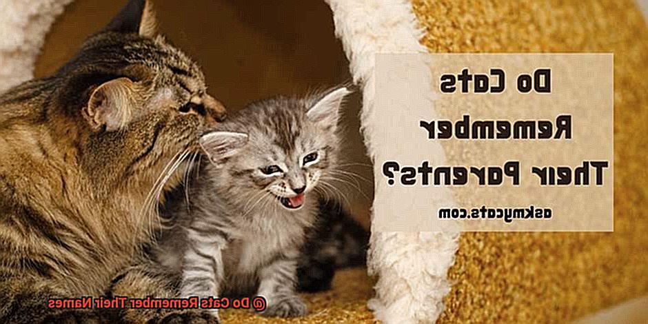 Do Cats Remember Their Names 2222635907