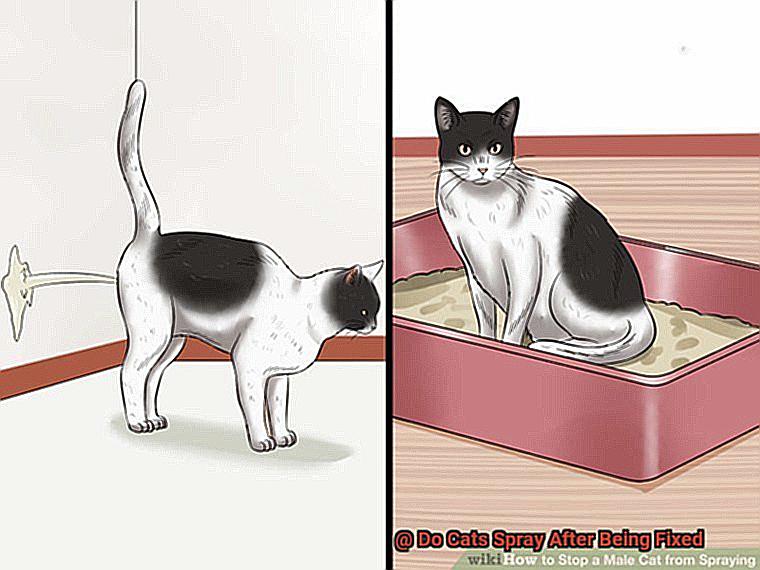 Do Cats Spray After Being Fixed-2