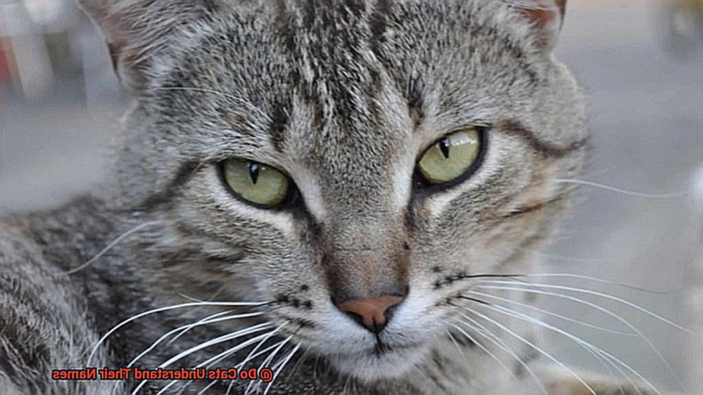 Do Cats Understand Their Names?