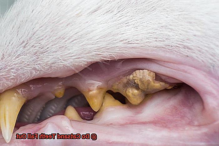 Do Catsand Teeth Fall Out-6
