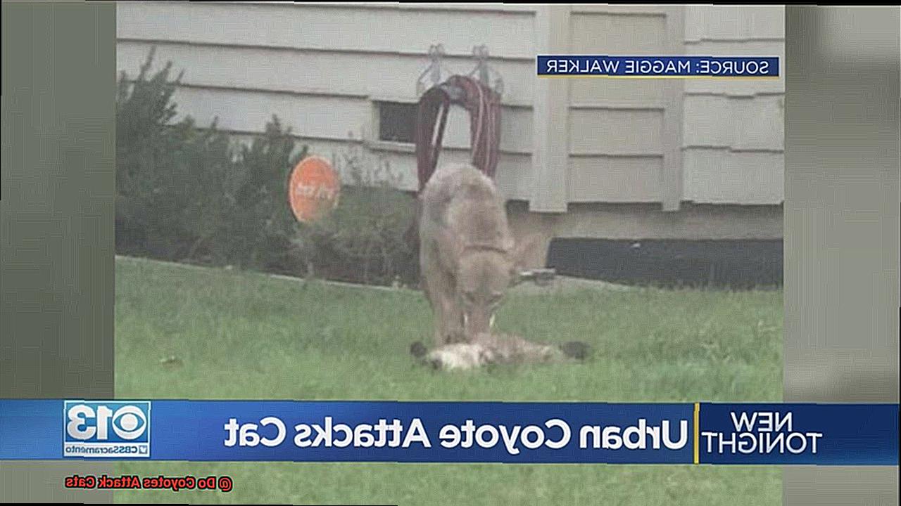 Do Coyotes Attack Cats-4