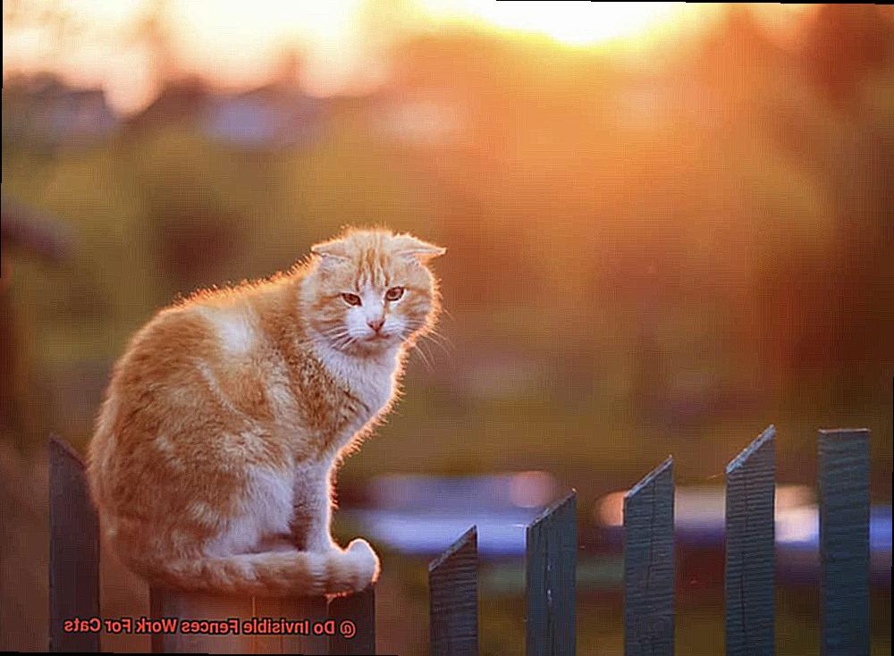Do Invisible Fences Work For Cats-2