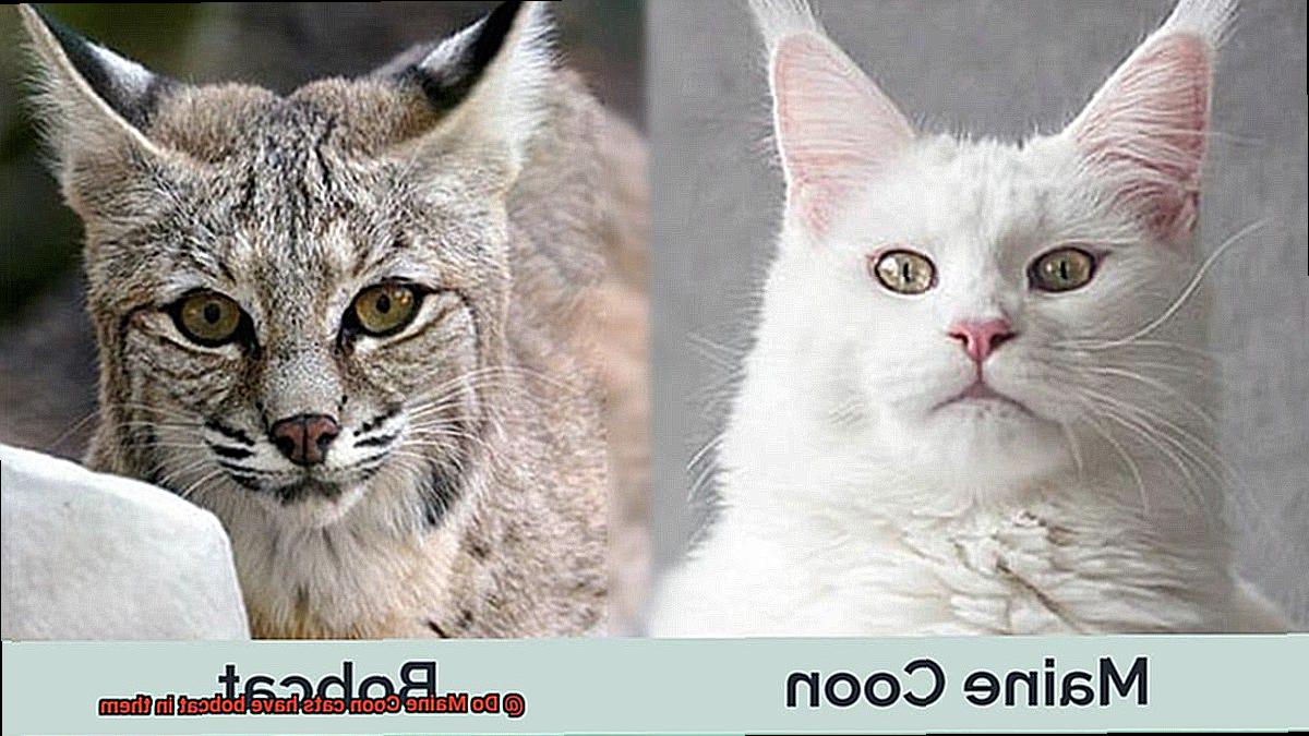 Do Maine Coon cats have bobcat in them-5