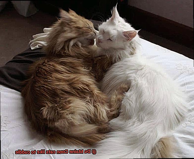 Do Maine Coon cats like to cuddle-4