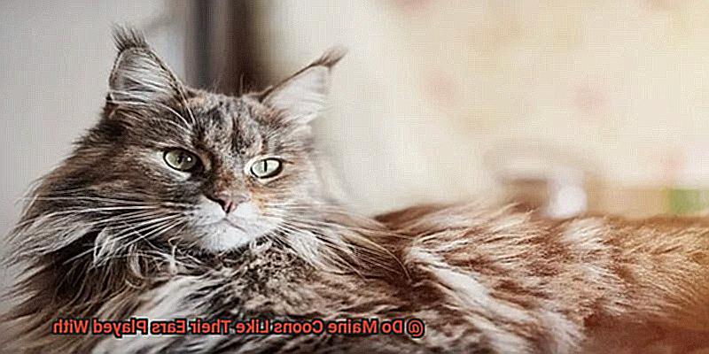 Do Maine Coons Like Their Ears Played With-3