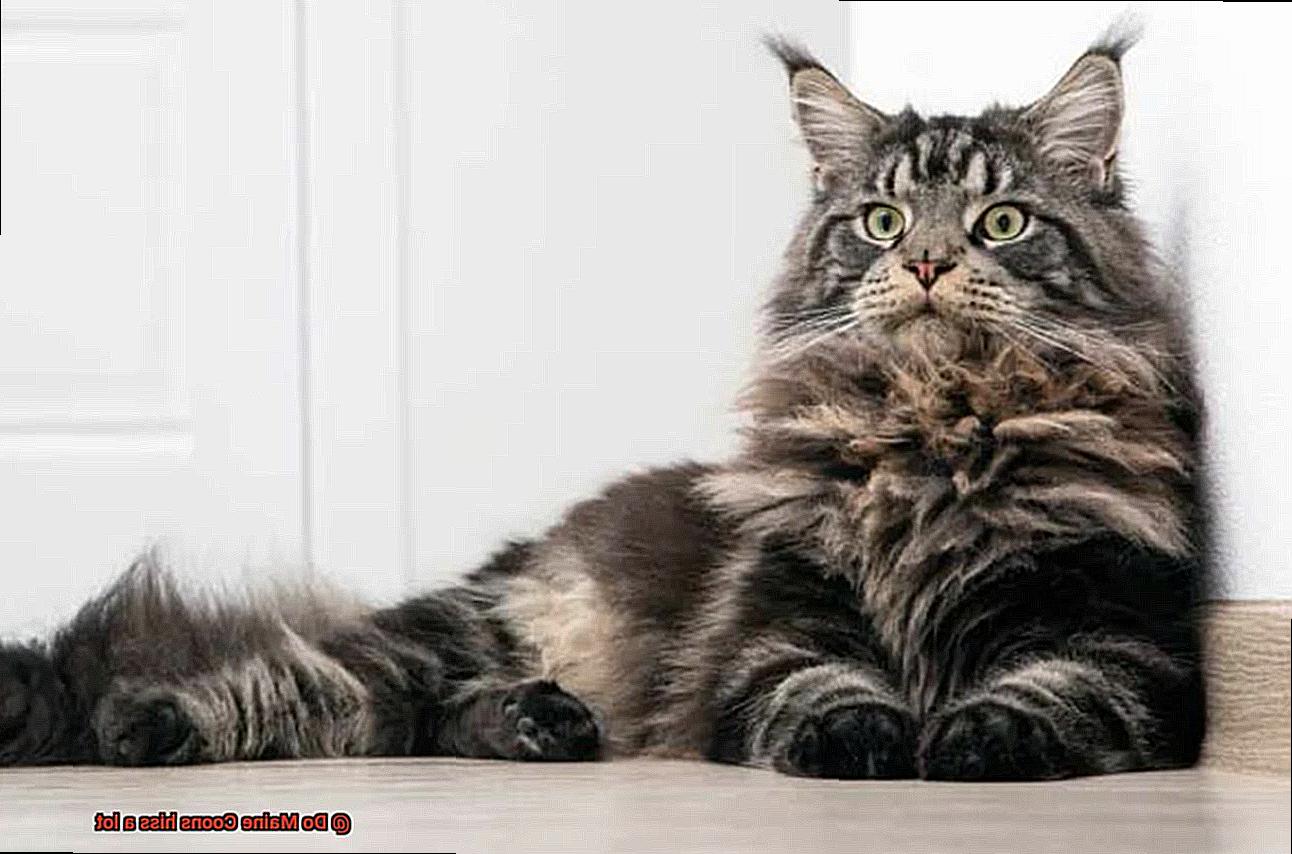 Do Maine Coons hiss a lot-4