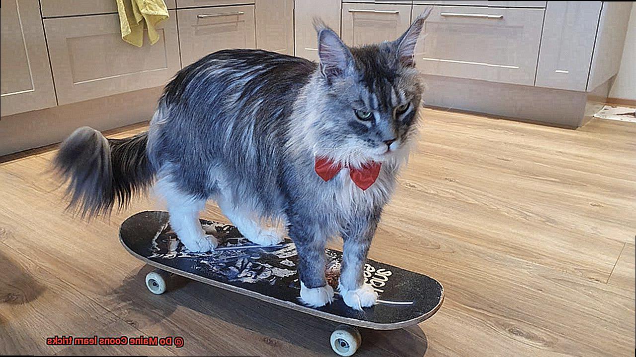 Do Maine Coons learn tricks-4