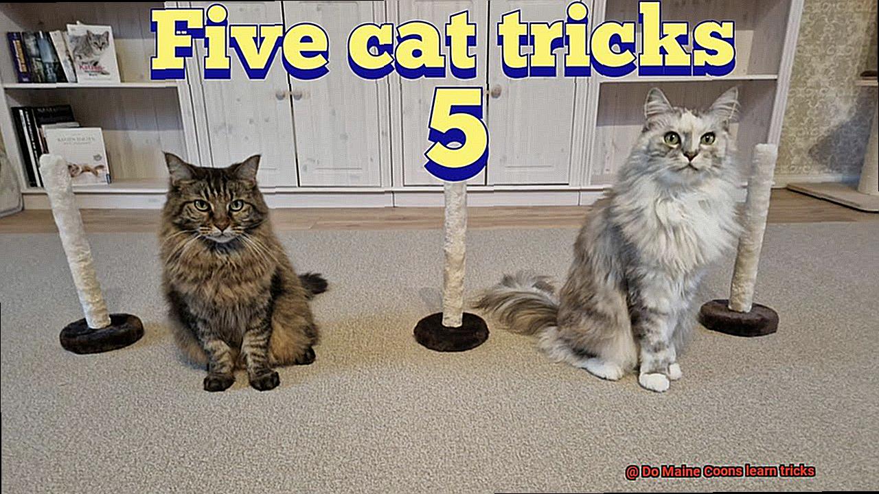 Do Maine Coons learn tricks-3