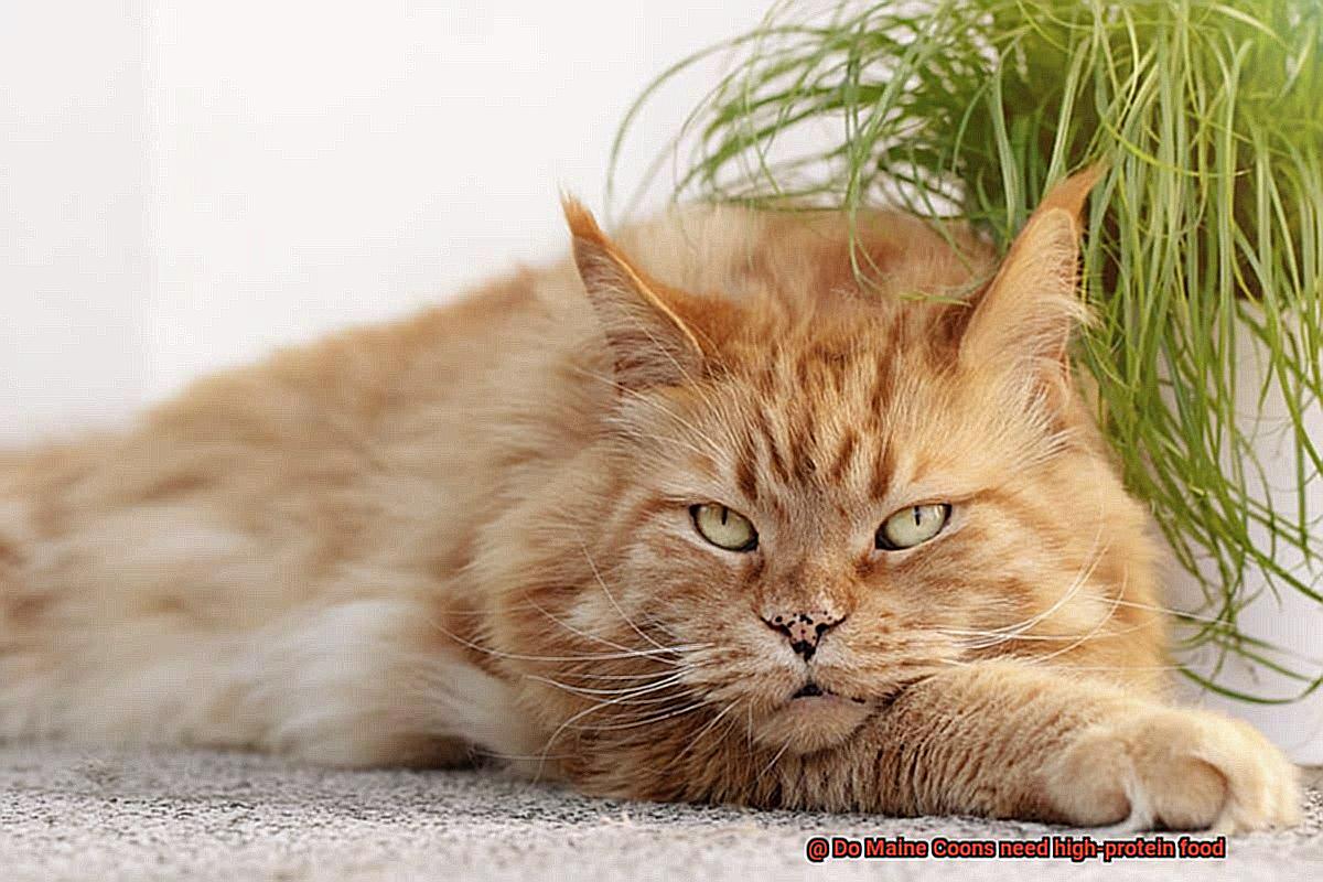 Do Maine Coons need high-protein food-2