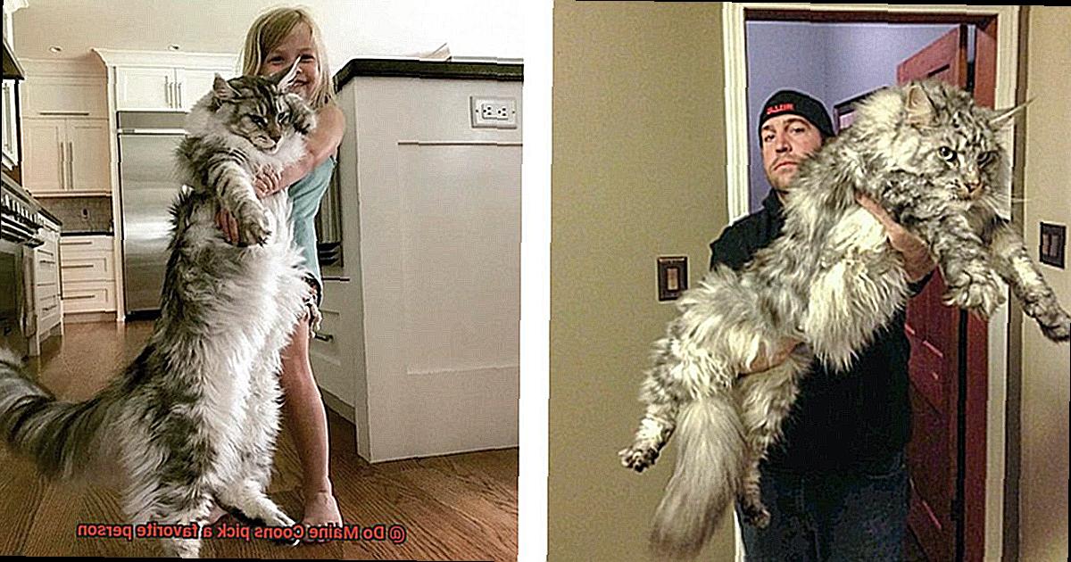 Do Maine Coons pick a favorite person-7
