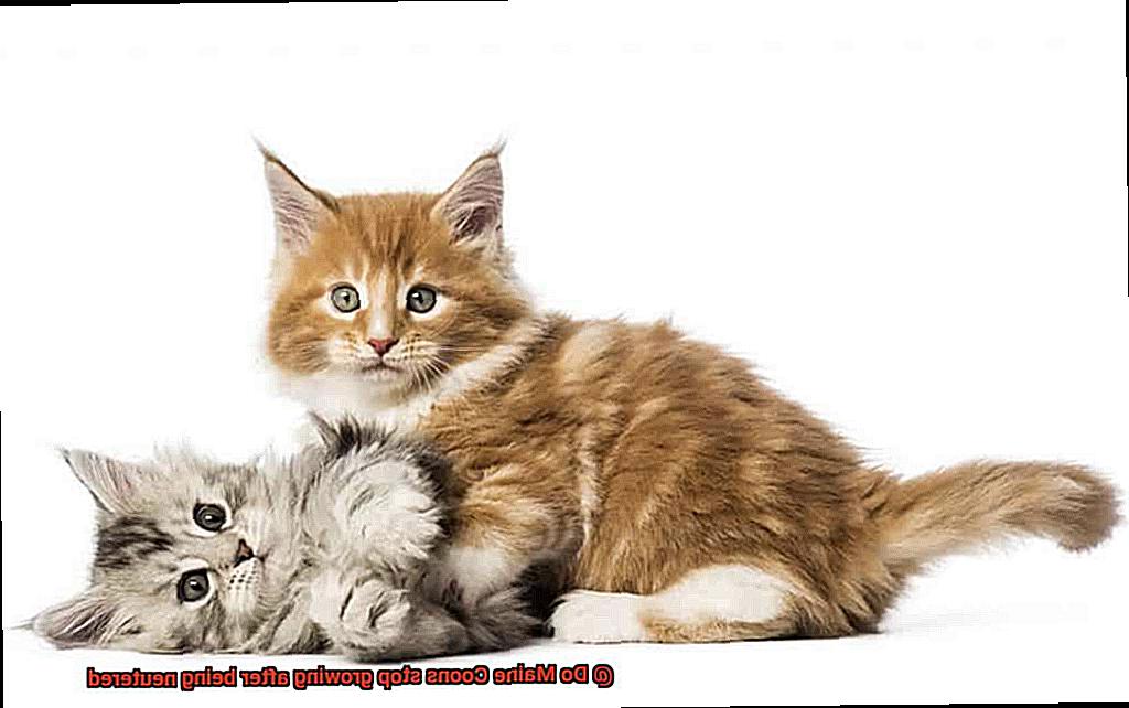 Do Maine Coons stop growing after being neutered-3