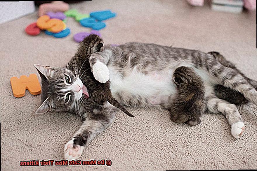 Do Mom Cats Miss Their Kittens? - 21Cats.org