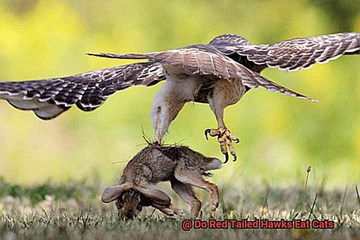 Do Red Tailed Hawks Eat Cats-4