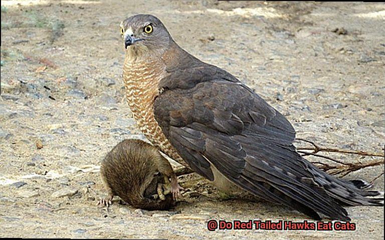 Do Red Tailed Hawks Eat Cats-6