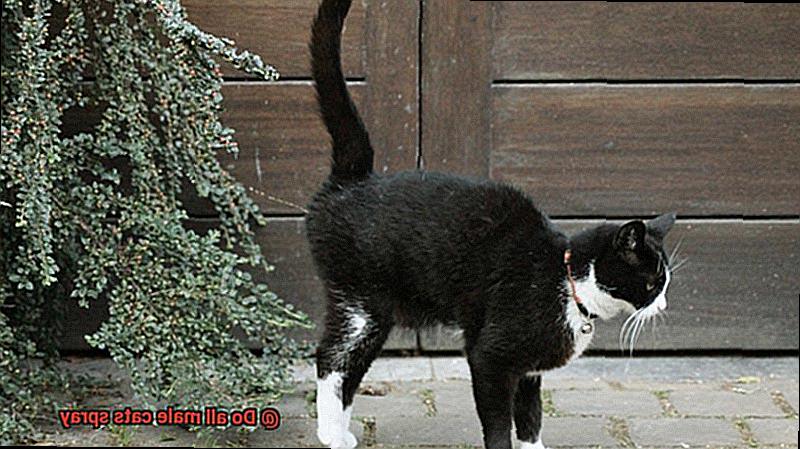 Do all male cats spray-4