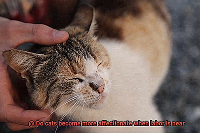 Do cats become more affectionate when labor is near-6
